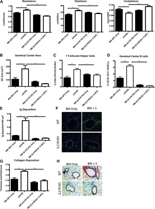 Figure 5. B cells need IL-21R for full maturation and progression of cGVHD. B10.BR recipients were transplanted with either WT BM or IL-21R KO BM and WT splenic (S) T cells. (A) Mice were evaluated for pulmonary function. (B) Whole spleen sections were stained with rhodamine-conjugated PNA, and the size of the PNA-positive sections was measured. Frequency of (C) Tfh and (D) GC B cells in the spleens of transplanted mice on D60. (E) Lung sections were stained with FITC-conjugated anti-mouse Ig, and the area of Ig deposition was measured, and (F) representative images. (G) Lungs of mice were stained with trichrome, and the ratio of collagen stain to total stain surrounding the bronchioles was measured with (H) representative images. Representative data from 3 experiments with n = 8 mice per group. *P < .05; **P < .01; ***P < .001.