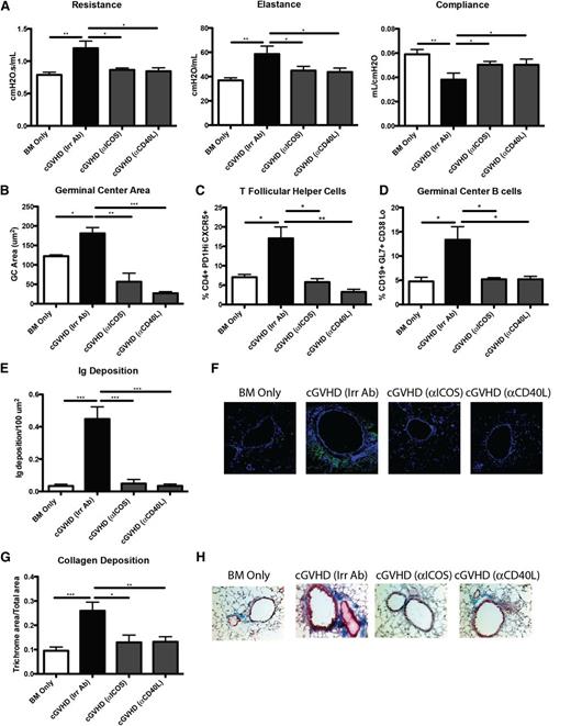 Figure 6. ICOS or CD40L costimulatory pathway blockade is sufficient for reducing GCs and preventing BOS. cGVHD was established in B10.BR mice transplanted with WT B6 BM and WT B6 T cells, and mice were treated with either anti-ICOS, anti-CD40L, or irrelevant rat antibody from day 28 to day 56. (A) PFT. (B) GC size was analyzed in situ by measuring the PNA-positive sections in transplanted spleens from day 56. Splenocytes were harvested from transplanted mice on day 56, made into a single-cell suspension, and analyzed for (C) Tfh cells or (D) GC B cells. (E) Amount of Ig deposited in the lungs of transplanted mice on day 56 with (F) representative images. (G) Quantified trichrome present in the lungs of mice on day 56 with (H) representative images. Representative data from 2 experiments; n = 8. *P < .05; **P < .01; ***P < .001.