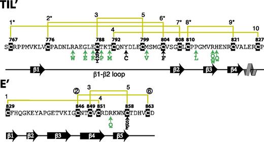 Figure 1. Major FVIII binding sequence on VWF. The amino-terminal 99 residues (residues 766-864) of the mature VWF protein comprise the TIL′ and E′ domains, which form the basis of this paper. Positionally conserved cysteine residues are highlighted in black and numbered sequentially. Yellow lines show disulfide connectivities, and an asterisk marks connectivities that have been previously chemically assigned. The circled Cys846-863 (2-6) disulfide connectivity of the E′ domain is assigned in this study. Type 2N VWD mutations are shown with arrows directly under the sequence together with the 1-letter code of the mutation; type 2N mutations involving a cysteine residue are in black, and noncysteine mutations are in green. Secondary structure elements (arrow, β sheet; line, loop; spiral, 310 helix) are shown under the sequence.
