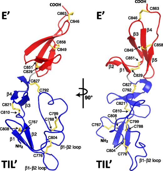 Figure 4. High-resolution solution structure of VWF TIL′E′. Ribbon diagram of the lowest-energy solution structure of TIL′E′ of VWF; disulfide bonds are colored yellow. The TIL′ domain (bottom) is shown in blue, and the E′ domain (top) is shown in red. The view of the structure shown to the right is a 90° rotation of the left view. β strands are numbered according to the order in which they occur in the primary sequence of the individual domains (Figure 1). Cysteine linkages are annotated with their residue numbers; a correlation with cysteine numbering within each of the 2 domains can be found in Figure 1.