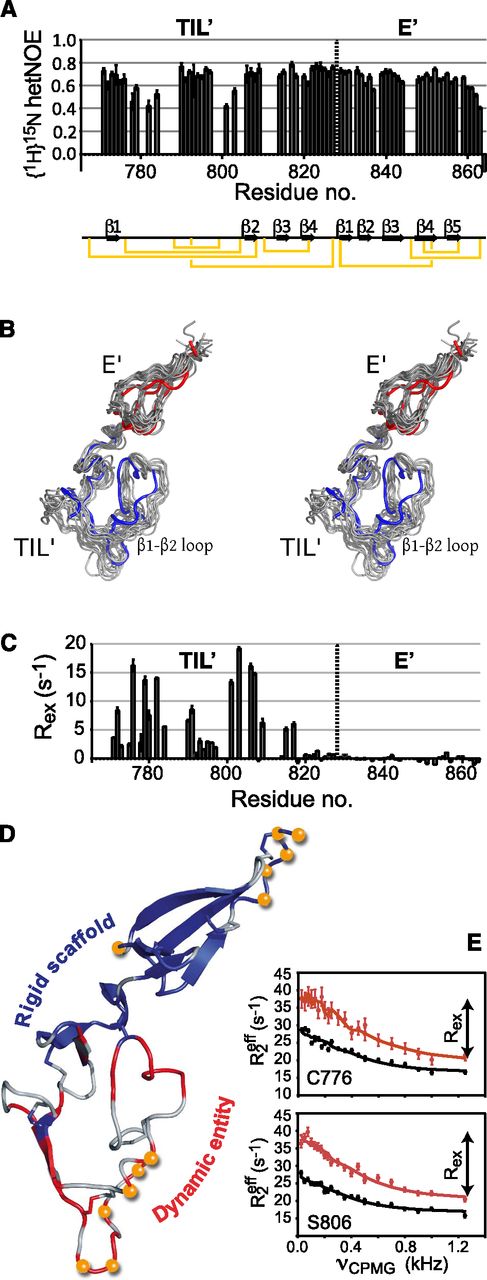 Figure 5. Pico-to-microsecond and millisecond structural dynamics of TIL′E′. (A) Backbone TIL′E′ {1H}15N heteronuclear NOEs that report on motions on the subnanosecond timescale. Low values indicate flexible, unstructured regions, whereas stabilizing structural elements give rise to higher hetNOEs. Secondary-structure elements of TIL′E′ are depicted below the plot. (B) Simultaneous stereo representation of the structure and pico-to-microsecond dynamics (gray) overlaid with the lowest-energy structure from the single-structure calculations (TIL′, blue; E′, red). The stereo mode is wall-eye. (C) Nitrogen backbone millisecond chemical exchange contributions, , obtained at 700 MHz. Significant exchange contributions, Rex, indicate dynamics on a microsecond to millisecond timescale (conformational exchange). Backbone millisecond dynamics are almost entirely confined to the TIL′ domain, with the E′ domain comparatively rigid on this timescale. (D) Combined dynamics of TIL′E′; orange balls represent residues with {1H}15N NOE <0.6, whereas the backbone ribbon is colored red (blue) for residues whose Rex is greater (less) than 1.5 s−1. The backbone for residues where no Rex is available is colored gray. (E) Two representative dispersion profiles of residues with millisecond structural dynamics, Cys776 and Ser806. Points (vertical bars) represent measured Rex values (uncertainties), and the full-drawn line is a least-squares fit of a 2-site conformational exchange model to the data shown (red. 700 MHz; black, 500 MHz).