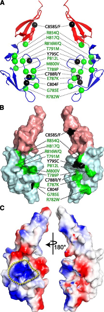 Figure 6. Structural interpretation of type 2N VWD mutations. (A) Ribbon diagram showing the position of the reported TIL′E′ type 2N missense mutations. Noncysteine mutations are shown with green spheres, and those involving cysteine residues are colored black. The TIL′ domain is colored blue, and the E′ domain colored red. A wall-eye stereo view is shown in supplemental Figure 12. (B) Surface representation of TIL′E′ with the type 2N noncysteine mutations colored green, and those involving cysteine residues colored black. The surface of the TIL′ domain is shown with a light-blue color, and the surface of the E′ domain is shown with a light-red color. (C) Electrostatic surface potential of TIL′E′, with blue (red) indicating positive (negative) charge. The view on the left side shows the region of concentrated positive charge density, circumscribed by a yellow dashed line, which is the putative binding site for the a3 domain of the FVIII light chain. The views on the right side of all panels are a 180° rotation of the views shown on the left.