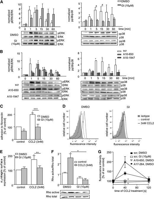 Figure 2. Effect of ADAM10 inhibition or knockdown on CCL2-induced signaling, adhesion, and F-actin polymerization in THP-1 cells. (A-B) THP-1 cells were (A) treated with 10 µM GI254023X or DMSO for 15 minutes or (B) transduced with lentivirus encoding shRNA targeting ADAM10 or scramble shRNA. Subsequently, cells were assayed for CCL2-induced phosphorylation of ERK1/2 and p38 at the indicated time points by western blotting. Samples treated with DMSO and GI254023X were run on the same gel. Total ERK1/2 and p38 levels were determined in parallel (separate blots had to be used for pp38). Signals were quantified by densitometry, normalized to the expression of total kinase, and expressed in relation to the phosphorylation level of (A) the unstimulated control (0 minutes) for DMSO-treated THP-1 cells and (B) separately for each transduced THP-1 cell type. (C-F) THP-1 cells were pretreated with 10 µM GI254023X or 0.1% DMSO for 15 minutes and stimulated with CCL2 (3 nM) or left unstimulated. Subsequently, cells were assayed for (C) binding to coated fibronectin, (D-E) upregulation of α5 integrin surface expression (D, representative histograms; E, quantification), and (F) Rho GTPase activation. Rho activation was quantified as active Rho protein in relation to total Rho protein as determined by western blotting. (G) THP-1 cells were treated with 10 µM GI254023X or transduced with lentivirus to downregulate ADAM10. DMSO and scramble shRNA were used as controls. Subsequently, cells were assayed for polymerization of F-actin by flow cytometry using fluorophore-labeled phalloidin. Results were expressed as percentage of the controls (DMSO or scramble). Quantitative data represent means ± SEM of 3 independent experiments. Crosses indicate significance among treated cells calculated using 1-way ANOVA and the Bonferroni post-test. Asterisks without a line indicate significant differences to the nontreated control analyzed by 1-sample t test.