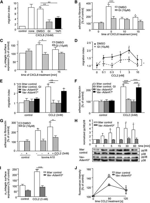 Figure 3. ADAM10 promotes migration and fibronectin binding of human neutrophils and murine BMDMs. (A-C) Human neutrophils were pretreated with 10 µM GI254023X or 0.1% DMSO or left untreated for 15 minutes and were subsequently assayed for (A) cell migration, (B) adhesion to fibronectin, and (C) α5 integrin surface expression, induced by CXCL8 (10 nM). (D) Murine BMDMs were generated from wild-type mice treated with GI254023X (10 µM) or DMSO (0.1%) and investigated for chemotaxis induced by various concentrations of CCL2. (E-F) Murine BMDM from Vav-Adam10−/− and Vav-Adam17−/− mice and litter controls were pretreated with 10 µM GI254023X or vehicle (DMSO) and investigated for (E) CCL2-induced cell migration and (F) adhesion to fibronectin. (G) ADAM10-deficient BMDMs were transfected with bovine ADAM10, treated with 10 µM GI254023X or 0.1% DMSO, and investigated for CCL2-induced adhesion to fibronectin after 15 minutes. (H) BMDMs from Vav-Adam10−/− and litter control mice were stimulated with murine CCL2 (3 nM) for the indicated time periods and investigated for phosphorylation of p38 by western blotting. Samples were run on the same gel. (I) BMDMs from Vav-Adam10−/− and litter controls were treated for 15 minutes with CCL2 and investigated for upregulation of α5 integrin surface expression. (J) BMDM from Vav-Adam10−/− and litter controls were treated with 3 nM CCL2 for the indicated time periods and examined for polymerization of F-actin by flow cytometry. Quantitative data represent means ± SEM of 3 independent experiments and cell preparations. Crosses indicate significance among treated cells calculated using 1-way ANOVA and the Bonferroni post-test. Asterisks without a line indicate significant differences to the nontreated control analyzed by 1-sample t test.