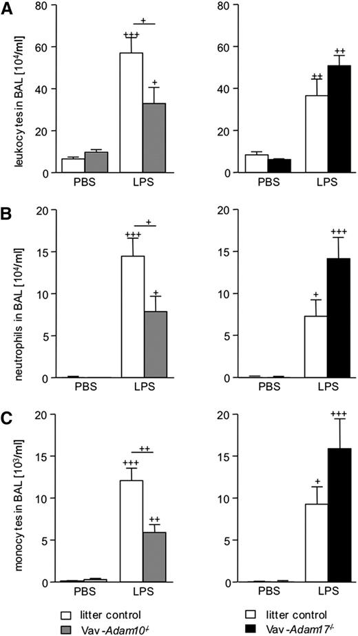Figure 4. Deficiency of ADAM10 abrogates alveolar leukocyte recruitment in LPS-induced acute pulmonary inflammation. (A-C) Vav-Adam10−/−, Vav-Adam17−/− mice, and respective litter controls were intranasally treated with 400 µg/kg LPS or vehicle (PBS). After 24 hours, lungs were lavaged, and BAL fluid was investigated for (A) content of leukocytes, (B) neutrophils, and (C) monocytes by flow cytometry. Results are expressed as cell number per milliliter of BAL fluid. Data represent means ± SEM (n = 5). Significance was calculated using 1-way ANOVA and the Bonferroni post-test and is indicated by crosses. Crosses without a line indicate significance to the PBS-treated control.