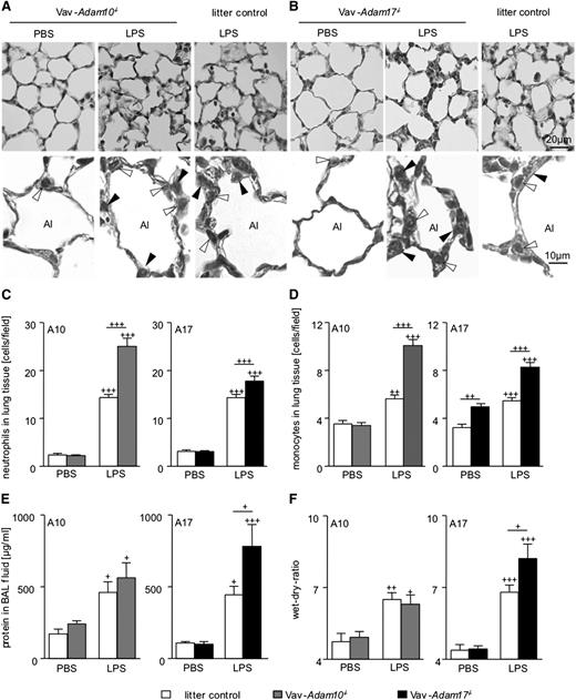 Figure 5. Influence of ADAM10 or ADAM17 deficiency on cell recruitment to lung tissue and on edema formation. (A-F) Vav-Adam10−/− mice, Vav-Adam17−/− mice, and respective litter controls were intranasally treated with 400 µg/kg LPS or vehicle (PBS). Three-micrometer sections of formalin-fixed and paraffin-embedded lung tissue were stained with hematoxylin-eosin to differentiate monocytic and polymorphnuclear cells. Representative overview images are shown for (A) Vav-Adam10−/− mice and (B) Vav-Adam17−/− mice (upper). Alveolar lumen (Al), neutrophils (filled arrowheads), and monocytic cells (open arrowheads) were marked in the high magnifications (lower). Ten images per animal were analyzed for the recruitment of (C) neutrophils and (D) monocytes using AixoVision software. Twenty-four hours after application, (E) alveolar protein influx was determined and (F) lung wet-dry-ratio was determined. Quantitative data represent means ± SEM (n = 5). Significance was calculated using 1-way ANOVA and the Bonferroni post-test and is indicated by crosses. Crosses without a line indicate significance to the PBS-treated control. Bar legends are the same for C and E and D and F.