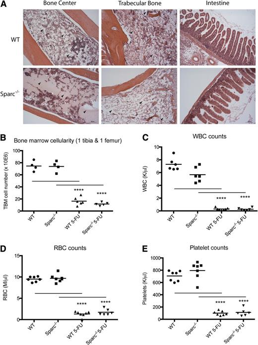 Figure 2. WT and SPARC-deficient mice die of hematopoietic failure in response to serial 5-FU treatment. (A) Hematoxylin and eosin stainings of bone and gut sections of WT and Sparc−/− mice dying from serial 5-FU treatment (age at start of treatment, 8 weeks; age at examination, 14 and 16 weeks for WT and Sparc−/− mice, respectively). Trabecular and central bone regions are aplastic, suggesting WT and Sparc−/− mice die of hematopoietic failure. Examples for aplastic BM regions are indicated with arrowheads. In contrast, the intestinal architecture is still intact in WT and Sparc−/− mice. (B) BM counts of untreated and WT and Sparc−/− mice dying from serial 5-FU treatment indicate that all mice dying from serial 5-FU treatment show severe aplastic anemia. (C) WBC counts of untreated and WT and Sparc−/− mice dying from serial 5-FU treatment. All mice dying from serial 5-FU treatment show severe leukopenia. (D) RBC counts of untreated and WT and Sparc−/− mice dying from serial 5-FU treatment. All mice dying from serial 5-FU treatment show severe anemia. (E) Platelet counts of untreated and WT and Sparc−/− mice dying from serial 5-FU treatment. All mice dying from serial 5-FU treatment show severe thrombocytopenia. Each data point represents an individual mouse. N = 6-7 per group; mean; ****P < .001; unpaired 2-tailed Student t test).