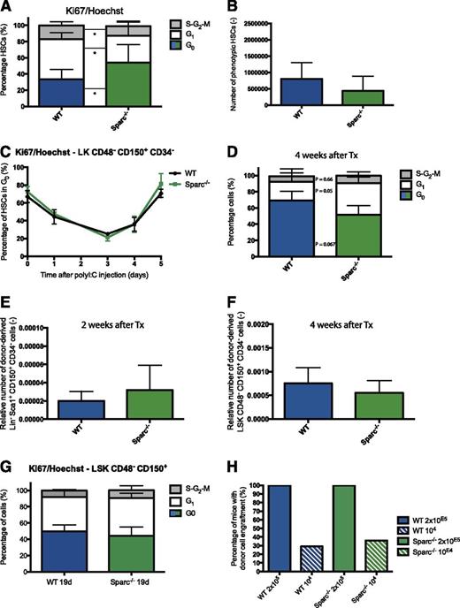 Figure 5. Accelerated return of HSCs to quiescence in the absence of SPARC is niche dependent and specific to 5-FU. (A) WT and Sparc−/− mice were transplanted with WT BM. Twenty weeks later, mice were treated with 5-FU (120 μg/g), and cell cycle status of HSCs was determined 10 days later by Ki67/Hoechst staining (N = 8-11 per group and time point; mean and SD; *P < .05; unpaired 2-tailed Student t test). (B) HSC (Lin−Sca-1+CD48−CD150+CD34−) numbers in WT and Sparc−/− reverse chimeras 10 days after 5-FU. (C) WT and Sparc−/− mice were treated with polyI:C at different time points prior to cell cycle analysis with Ki67/Hoechst (N = 6 per group and time point; mean and SD). (D-F) 106 WT BM cells were transplanted into lethally irradiated WT and Sparc−/− recipients, and (D) HSC cell cycle status was analyzed with Ki67/Hoechst after 4 weeks (N = 4-6 per group and time point; mean and SD; P values are shown) and HSC frequencies after (E) 2 and (F) 4 weeks. (G) Cell cycle analysis of HSCs of 19-day-old WT and Sparc−/− mice using Ki67/Hoechst (N = 4 per group and time point; mean and SD). (H) Saturating (2 × 105) and limiting (104) numbers of CD45.1 WT BM cells were transplanted into irradiated (2 × 5 Gy) WT or Sparc−/− recipient mice. Donor chimerism of surviving recipient mice was analyzed after 4 weeks.