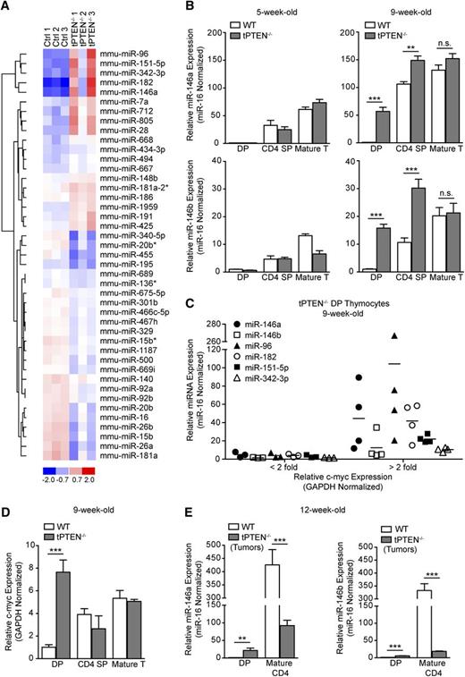 Figure 1. Several miRNAs are highly upregulated in premalignant tPTEN−/− DP thymocytes. (A) Heat-map representing miRNAs with a combined P value of < .05 and a δ log median ratio >0.2. Forty-three of 599 miRNAs evaluated were differentially expressed in tPTEN−/− DP thymocytes from 3 premalignant 9-week-old mice compared with 3 littermate controls (129/SvJ × CBA × C57BL/6 background). Red and blue indicate miRNA expression levels above and below the mean, respectively. (B) Quantitative RT-PCR validation of the miRNA array results on fluorescence-activated cell sorting (FACS)-sorted DP and CD4 SP thymocytes and column-purified mature T cells from 5-week-old and premalignant 9-week-old mice. miRNA expression levels are normalized to miR-16, which is expressed similarly in WT and tPTEN−/− T-cell subsets (supplemental Figure 1B). Fold change is relative to WT DP thymocytes. (C) Quantitative RT-PCR analysis of the correlation between miRNA and c-myc expression levels in 9-week-old tPTEN−/− premalignant DP thymocytes. Fold change is relative to littermate WT DP thymocytes. c-myc expression is represented as less than or greater than a twofold increase over WT levels. (D) Quantitative RT-PCR analysis of c-myc expression in DP and CD4 SP thymocytes and mature T cells from premalignant 9-week-old mice with a pattern of miR-146a and miR-146b expression as shown in (B). (E) miR-146a and miR-146b expression levels in thymocytes and lymph node tumor cells from 12-week-old mice (129/SvJ × CBA × C57BL/6 background). Fold change is relative to WT DP thymocytes. Data in (B) and (D-E) are presented as mean ± SD and are representative of 3 or more independent experiments. Statistics were calculated by Student t test (***P < .001, **P < .01, *P < .05, n.s. not significant).
