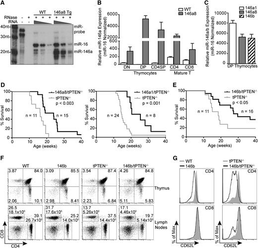 Figure 2. Transgenic expression of mir-146a and mir-146b delays tumorigenesis in tPTEN−/− mice. (A) miR-146a expression levels in total thymocytes from mir-146a transgenic line 8 (146a8) vs WT mice by RNase protection assay. miR-16, a miRNA that is abundant in thymocytes, was used as a reference for miRNA levels. (B) Quantitative RT-PCR analysis of miR-146a expression levels in FACS-sorted thymocyte and mature T-cell subsets from 146a8 transgenic and littermate WT control mice. Fold change is relative to WT DP thymocytes and normalized to miR-16. (C) Comparison of miR-146 expression levels in DP thymocytes from all characterized mir-146 transgenic founder lines. Fold change is relative to miR-146 expression in littermate WT controls. (D-E) Kaplan-Meier curves for the mir-146a transgenic lines 146a8 and 146a1 (D) and the mir-146b transgenic line (E) crossed to tPTEN−/− mice on the C57BL/6 background. Statistical significance was calculated using the Gehan-Breslow-Wilcoxon method. (F) CD4 vs CD8 flow cytometric analysis of T-cell populations in the thymus and lymph nodes of 7-week-old 146b transgenic mice compared with littermate controls on both WT and tPTEN−/− backgrounds. T-cell numbers are indicated on the lymph node plots to reflect the decrease in CD4 T-cell numbers with mir-146b transgene expression. Data are representative of 3 independent experiments. (G) Flow cytometric analysis of CD62L (l-selectin) surface expression in lymph node T cells from 7-week-old 146b transgenic and littermate control mice on WT and tPTEN−/− backgrounds. Data are representative of 2 independent experiments.