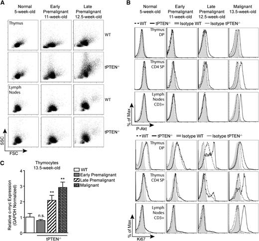 Figure 3. c-myc upregulation occurs in late premalignancy and coincides with increased Akt signaling and Ki67 expression. (A) Forward scatter (FSC) and side scatter (SSC) analysis depicting increased blasting during premalignancy in the thymus, but not the lymph nodes, of tPTEN−/− mice compared with littermate WT controls. Blasting is more pronounced in late premalignancy. (B) Flow cytometric analysis of Akt phosphorylation at Ser473 (P-Akt) and Ki67 expression in DP and CD4 SP thymocytes and CD3+ lymph node T cells in littermate tPTEN−/− and WT mice. Late premalignancy is defined by a marked increase in both P-Akt and Ki67 in DP and CD4 SP thymocytes, but low expression of both markers in lymph node T cells. (C) Quantitative RT-PCR analysis showing the correlation of c-myc upregulation with late premalignancy in total thymocytes from littermate 13.5-week-old tPTEN−/− mice. Early premalignant, late premalignant, and malignant populations were distinguished by the extent of blasting and Ki67 expression, as described in (A) and (B), and peripheral tumor formation. Fold change is relative to WT thymocytes. Data are presented as mean ± SD and are representative of 3 or more independent experiments. Statistics were calculated by Student t test (**P < .01, n.s., not significant).