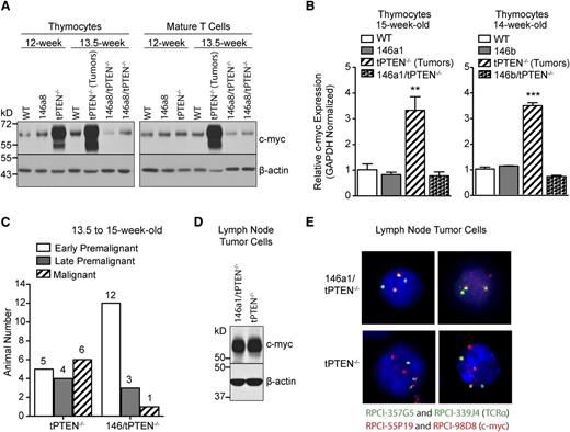 Figure 4. miR-146 overexpression delays c-myc upregulation associated with premalignancy. (A) Western blot analysis showing c-myc upregulation in total thymocytes from late premalignant 12-week-old tPTEN−/− mice and both thymocytes and mature T cells from malignant 13.5-week-old tPTEN−/− mice (C57BL/6 background). C-myc upregulation is not detected in the thymocytes or mature T cells of littermate 13.5-week-old 146a8/tPTEN−/− mice. Data are representative of 2 independent experiments. (B) Quantitative RT-PCR analysis of c-myc expression in total thymocytes of 14- and 15-week-old mice. c-myc is upregulated in the thymocytes of tPTEN−/− mice (with tumors), but not in thymocytes from tumor-free littermate 146a1/tPTEN−/− or 146b/tPTEN−/− mice. Data are presented as mean ± SD and are representative of 2 independent experiments per transgenic line. Statistics were calculated by Student t test (***P < .001, **P < .01). (C) Classification of littermate or age-matched 13.5- to 15-week-old tPTEN−/− and 146/tPTEN−/− mice based on the criteria outlined in Figure 3 (data from all transgenic lines were pooled). (D) Western blot analysis of c-myc protein expression in lymph node tumor cells of 12.5-week-old littermate tPTEN−/− and 146a1/tPTEN−/− mice. Data are representative of 3 independent experiments. (E) Fluorescence in-situ hybridization showing TCRα/c-myc chromosomal translocations in interphase-arrested lymph node tumor cells from the tPTEN−/− and 146a1/tPTEN−/− mice in (D). Images were captured at original magnification ×40.