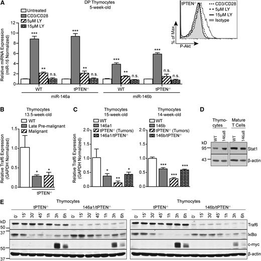 Figure 5. miR-146 represses TCR-dependent NF-κB signaling in thymocytes by targeting Traf6. (A) Quantitative RT-PCR analysis of miR-146a and miR-146b expression levels in FACS-sorted DP thymocytes, from 5-week-old littermate WT and tPTEN−/− mice (C57BL/6 background), left unstimulated or stimulated with anti-CD3/CD28 antibodies for 16 hours. Where indicated, DP thymocytes were pretreated with 5 μM or 15 μM LY294002 (LY) for 1 hour before anti-CD3/CD28 stimulation. Expression was normalized to miR-16 (or sno-234 in supplemental Figure 3) and fold change is relative to untreated cells. Flow cytometry analysis shows dose-dependent inhibition of Akt phosphorylation in LY294002-treated cells. (B) Quantitative RT-PCR analysis of Traf6 expression in littermate late premalignant and malignant tPTEN−/− mice compared with an age-matched WT control (C57BL/6 background). (C) Quantitative RT-PCR analysis of Traf6 expression in 146a1 and 146b transgenic mice compared with littermate controls on WT and tPTEN−/− backgrounds. (D) Western blot analysis of Stat1 protein expression in total thymocytes and mature T cells from 12-week-old littermate 146a8 transgenic and WT mice. (E) Western blot analysis of Traf6 expression, IκBα degradation, and c-myc induction in TCR-stimulated total thymocytes from 10-week-old 146a1/tPTEN−/− and 146b/tPTEN−/− mice and littermate or age-matched tPTEN−/− controls. Thymocytes were stimulated with PMA and ionomycin for the indicated times. Data in (A-C) are presented as mean ± SD and are representative of 3 independent experiments. Statistics were calculated by Student t test (***P < .001, **P < .01, *P < .05, n.s. not significant).