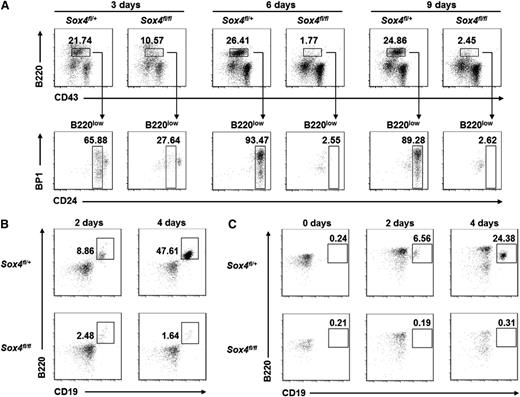 Figure 1. Failure of in vitro expansion of pro-B cells from Sox4 conditional knockout mice elucidates the essential role of Sox4 in early B-cell development. Cells were cultured in the presence of OP9 stromal cells and IL-7 and analyzed by flow cytometry. (A) Analysis of cultured embryonic fetal liver cells from Sox4fl/+Vav-Cre or Sox4fl/flVav-Cre mice for the presence of B220lowCD24+BP1− (fraction B) pro-B cells and B220lowCD24+BP1+ (fraction C) pro-B cells. (B) Analysis of cultured total bone marrow cells from Sox4fl/+Vav-Cre or Sox4fl/flVav-Cre mice for the presence of B220+CD19+ B cells. (C) Analysis of cultured pre-pro-B cells sorted from the bone marrow of Sox4fl/+Vav-Cre or Sox4fl/flVav-Cre mice for the presence of B220+CD19+ B cells. Hardy’s nomenclature4 is used, for example, pre-pro-B (fraction A), pro-B (fractions B and C), pre-B (fraction D), immature B (fraction E), and mature B (fraction F). Numbers indicate percentages corresponding to the cells outlined. All data are representative of 3 independent experiments.