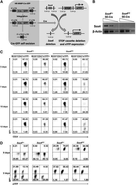 Figure 2. The new in vitro Sox4-knockout system uncovers the requirement of Sox4 at the transition from fraction B to fraction C in pro-B cells. (A) Schematic illustration of the deletion of floxed Sox4 by the SE-Cre recombinase. Cre also induced deletion of the stop cassette in eYFP reporter (to allow eYFP expression as an indicator of Cre activity) as well as deletion of its own gene to terminate its expression. (B) Semiquantitative reverse transcription–PCR (RT-PCR) analysis of Sox4 expression in fivefold serial dilutions of complementary DNA (cDNA) from eYFP+ Sox4fl/+SE-Cre and eYFP+ Sox4fl/flSE-Cre pro-B cells 10 days after Cre-induced floxed Sox4 deletion. β-Actin served as a loading control. (C) Flow cytometry analysis of cultured pro-B cells in the presence of IL-7 and OP9 stromal cells for the indicated numbers of days after the introduction of SE-Cre. In eYFP+ Sox4fl/+SE-Cre and eYFP+ Sox4fl/flSE-Cre cells, 1 and 2 Sox4 alleles were deleted, respectively. eYFP− cells served as an internal control. Note that the ratio of fraction B (CD24+BP1−) to fraction C (CD24+BP1+) cells was gradually increased in the eYFP+ Sox4fl/flSE-Cre cultures. (D) Effect of Sox4 deletion on the differentiation of fraction B into fraction C. Fraction B and fraction C cells were each sorted out 9 days after the introduction of SE-Cre (day 0) and cultured for an additional 2 days before flow cytometry analysis. The percentages of cells in each quadrant are indicated (C-D). Data are representative of 2 (C) or 3 (B,D) independent experiments.