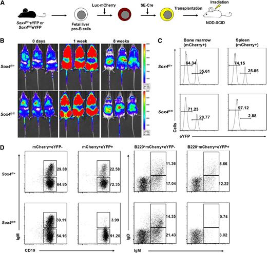 Figure 3. In vivo validation of the in vitro culture system reveals that loss of Sox4 impairs the development of pro-B cells into mature B cells. (A) Schematic representation of the transplantation model. Fetal liver pro-B cells were transduced with a dual reporter carrying luciferase (Luc), which permitted the tracing of cell development in vivo by bioimaging, and mCherry, which allowed analysis of transplanted cells by flow cytometry. Cells were transplanted into 250-rad-irradiated NOD-SCID mice 9 days after SE-Cre introduction. (B) Development of transplanted pro-B cells in NOD-SCID mice (Xenogen IVIS live imaging) at the indicated posttransplantation time points. Note the increase in the signal at the bone marrow position at 1 week and the shift of the signal to the spleen position at 8 weeks. Scale bars indicate signal intensity. (C) Analysis of transplanted pro-B cells from the bone marrow and spleen of the recipient mice. Bone marrow and spleen lymphocytes were analyzed by flow cytometry for eYFP expression 10 days posttransplantation. (D) Flow cytometry analysis of B cells from the bone marrow of recipient mice 10 days posttransplantation. mCherry+ B220+CD19+ cells were examined for expression of IgM and IgD. eYFP− cells (without Sox4 deletion) served as an internal control. Numbers indicate percent of cells (C-D). Data are representative of 4 independent experiments (B-D; n = 18 mice).