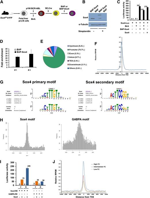 Figure 5. Genome-wide identification and characterization of Sox4-binding elements. (A) Schematic outline of the experimental model, in which fetal liver pro-B cells were immortalized, transduced with BirA ligase, Sox4-depleted, and transduced with BAP-Sox4 or BAP. (B) Immunoblot analysis of Sox4 in BAP-Sox4- or BAP-transduced pro-B cells, which were immortalized, transduced with BirA, and depleted of endogenous Sox4. BAP-Sox4 had bound to streptavidin and yielded an additional slow-migrating band. α-Tubulin served as a loading control. (C) Activation of Sox4-luciferase reporter gene expression by biotinylated BAP-Sox4 (in the presence of BirA ligase) in 293T cells. (D) Enrichment of Sox4-binding elements in bioChIP. The multimerized Sox4 canonical motif was introduced into BAP or BAP-Sox4 pro-B cells and examined for changes in bioChIP DNA by quantitative PCR (qPCR). The amount of bioChIP DNA detected in BAP cells was set as 1. #1 and #2 denote results from 2 different sets of the primers. (E) Pie diagram of the genome-wide distribution of Sox4-binding regions in pro-B cells. (F) Enrichment of the Sox4 signal over the transcription start sites (TSS) of gene promoters. (G) Identification of Sox4-binding motifs by CisFinder. Sox4 canonical motif from the UniProbe database and the Sox4 motif identified in this study (left). GA-binding protein α chain (GABPA) canonical motif from the UniProbe database and the Sox4 motif identified in this study (right). (H) Histograms of the distances from the Sox4 (left) and GABPA (right) binding motifs to their peak summits. (I) Sox4 transactivation function on canonical Sox4 (8 copies) and GABPA (4 copies) motifs, cloned in either the forward or the reverse orientation, in luciferase reporter assays of 293T cells. (J) Association between Sox4-binding signals and the concomitant gene expression. A total of 16 984 genes present in the gain-of-function microarray and the RefSeq database were ranked by log2 fold change (FC) in ascending order, and genes with low (1-1000), intermediate (7992-8991), and high (15 985-16 984) levels of change were analyzed for Sox4-binding signals surrounding the 10-kb region of the transcriptional start site. Data are representative of 2 (B-C,I), 3 (D), or 1 (E-H,J) experiment; error bars (C-D,I), SEM. RPKM, reads per kilobase per million tags.