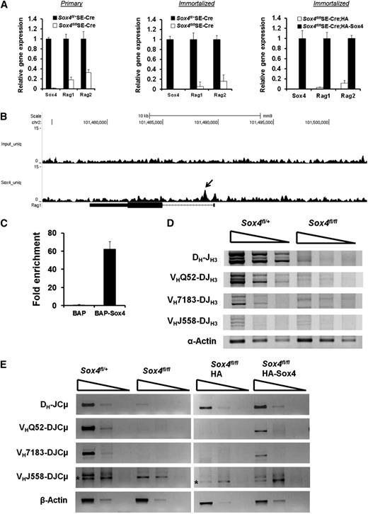 Figure 6. Sox4 induces the expression of Rag1 and Rag2 and controls gene recombination at the Igh loci. (A) Real-time RT-PCR analysis of Sox4, Rag1, and Rag2 expression in cDNAs prepared from primary (left) or immortalized (middle) Sox4fl/+SE-Cre and Sox4fl/flSE-Cre pro-B cells or from HA- or HA-Sox4-expressing and immortalized pro-B cells that had the endogenous floxed Sox4 deletion (right). Fraction B cells that were sorted out 9 days after the introduction of SE-Cre were used in the analysis (left and middle). In each pair, the higher level was set as 1 (error bars, SEM). (B) Genome browser view of Sox4 binding in the Rag1 locus identified by ChIP-Seq. Rag1 transcript in relation to Sox4 binding is shown. The arrow points to the Sox4-binding site. chr, chromosome. (C) qPCR detection of the Sox4 binding to Rag1 locus. Sox4 binding to the first intron of Rag1 was detected by qPCR amplification of bioChIP DNA from BAP or BAP-Sox4 cells, and the results were normalized to those from corresponding input DNA samples (normalized results from BAP cells were set as 1). (D) Semiquantitative PCR analysis of DH-JH3, VHQ52-DJH3, VH7183-DJH3, and VHJ558-DJH3 gene rearrangements in fivefold serial dilutions of DNA prepared from Sox4fl/+SE-Cre and Sox4fl/flSE-Cre pro-B cells. α-Actin served as a normalization control. (E) Semiquantitative RT-PCR analysis of rearranged DH-JCμ, VHQ52-DJCμ, VH7183-DJCμ, and VHJ558-DJCμ transcripts in fivefold serial dilutions of cDNA prepared from Sox4-deficient pro-B cells (left) and HA-Sox4-complemented pro-B cells (right). * denotes nonspecific amplification. β-Actin served as a normalization control. Data are representative of 1 (B-C) or 3 (A,D-E) independent experiments.