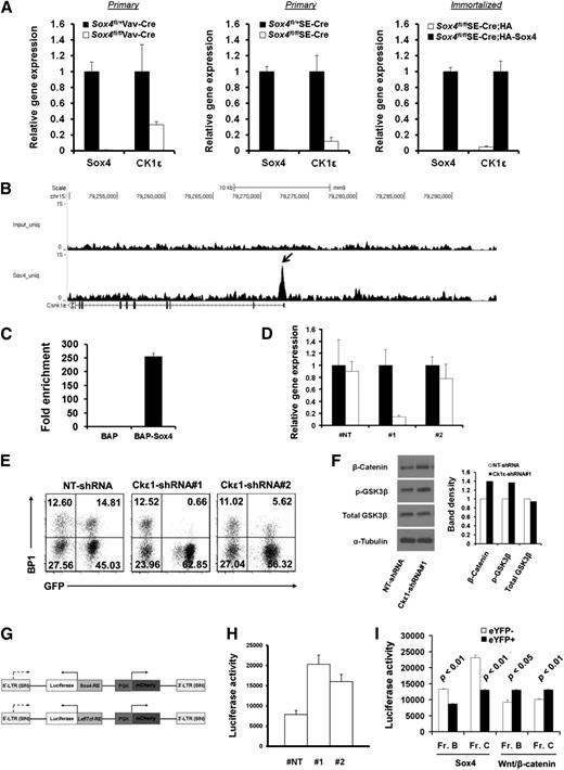 Figure 7. Sox4 induces CK1ε expression and negatively regulates Wnt/β-catenin signaling. (A) Real-time RT-PCR analysis of Sox4 and CK1ε expression in pro-B cells sorted from the bone marrow of Sox4fl/+Vav-Cre and Sox4fl/flVav-Cre mice (left), fraction B Sox4fl/+ and Sox4fl/fl pro-B cells sorted from cultures of 9 days post-SE-Cre-transduction (middle), and HA- or HA-Sox4-expressing p190 Bcr-Abl-immortalized pro-B cells that had the endogenous floxed Sox4 deletion (right). In each pair, the higher expression was set as 1. (B) Genome browser view of Sox4 binding in the CK1ε locus identified by ChIP-Seq. CK1ε transcript in relation to Sox4 binding is shown. The arrow points to the identified Sox4-binding site. (C) qPCR detection of the Sox4 binding to CK1ε locus. Sox4 binding to proximal promoter of CK1ε locus was detected by qPCR amplification of bioChIP DNA from BAP or BAP-Sox4 cells, and the results were normalized to those from corresponding input DNA samples (normalized results from BAP cells were set as 1). (D) Real-time RT-PCR analysis of CK1ε expression in pro-B cells transduced with NT-shRNA or 2 different shRNAs specific for CK1ε. Expression in nontransduced cells was set as 1. (E) Effect of CK1ε silencing in pro-B cells on the transition from fraction B to fraction C. Fraction B cells were sorted out after 3 weeks of NT or CK1ε shRNA transduction and cultured for an additional 6 days before flow cytometry analysis. Numbers indicate percentages of cells in each quadrant. (F) Immunoblot analysis of the levels of β-catenin, p-GSK3β, and GSK3β in total cell lysates from NT or CK1ε shRNA-expressing pro-B cells. α-Tubulin served as a loading control. The histogram shows the relative band intensity normalized to that of α-tubulin. (G) Schematic representation of dual reporter vectors. PGK promoter drives the expression of mCherry in the forward orientation, and Sox4 or β-catenin interacting Tcf elements drive luciferase reporter expression in the opposite orientation. LTR, long terminal repeat; RE, response element; SIN, self-inactivating (see supplemental Methods for details of vector construction). (H) Effect of CK1ε silencing on the Wnt/β-catenin luciferase reporter activity in pro-B cells. (I) Sox4 and Wnt/β-catenin luciferase reporter activity in pro-B cells with or without Sox4 deletion. Data are representative of 1 (B-C), 2 (F), or 3 (A,D-E,H-I) independent experiments; error bars (A,C-D,H-I), SEM.