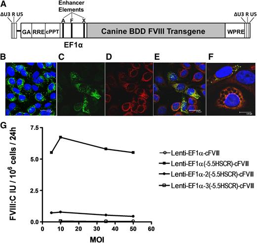 Figure 1. Evaluation of modified lentiviral vectors for FVIII expression in cBOECs. (A) Schematic representation of the third-generation, self-inactivating lentiviral vector containing the cFVIII transgene under the control of the human EF1α promoter into which 1 to 3 copies of the 164-bp endothelial-specific enhancer element (–5.5HSCR were inserted. Unique AgeI (A), XhoI (X), and FseI (F) restriction sites in the promoter were used to insert the endothelial enhancer element into either the AgeI, or AgeI and XhoI, or AgeI and XhoI and FseI sites for constructs containing 1, 2, or 3 copies, respectively. (B) Confocal analysis of cultured BOECs representative of those isolated from hemophilia A dogs. BOECs were immunostained with vWF (green) and were used only if >90% of the cells stained positive for vWF. (C-F) Confocal microscopic analysis of BOECs transduced with Lenti-EF1α-(–5.5HSCR)-cFVIII and immunostained with vWF (green), 4,6 diamidino-2-phenylindole (DAPI) nuclear counterstain (blue), and FVIII (red). (E-F) Merged images of FVIII and vWF staining. (G) cBOECs (1 × 105 cells) cultured in 6-well plates were transduced with Lenti-EF1α-cFVIII, Lenti-EF1α(–5.5HSCR)-cFVIII, Lenti-EF1α-2(–5.5HSCR)-cFVIII, or Lenti-EF1α-3(–5.5HSCR)-cFVIII containing 0, 1, 2, or 3 copies, respectively, of the endothelial enhancer element. Culture media was collected 3 days later and FVIII activity (FVIII:C) was measured. Experiments were repeated at least 3 times.