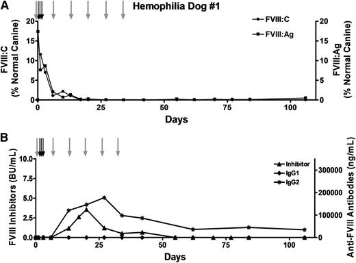 Figure 3. Transient immune suppression does not prevent the anti-FVIII immune response. Hemophilia dog #1 was 17 months old and weighed 10.6 kg when the procedure was performed. A total of 2 × 109 autologous BOECs that expressed 1.0 U FVIII per 106 cells over 24 hours in vitro were implanted into 18 sites (1.1 × 108 cells per site). To prevent bleeding problems, the dog received 3 infusions of canine cryoprecipitate (black arrows) before and after the procedure. This dog received 6 once-per-week infusions of cyclophosphamide (200 to 250 mg/m2) (gray arrows), the first of which occurred on the day before the cells were implanted. Plasma samples were collected at each of the indicated time points. (A) FVIII activity (FVIII:C) and FVIII antigen (FVIII:Ag) levels were measured, and the results were compared against pooled normal canine plasma samples isolated from 8 healthy dogs. The FVIII:C and FVIII:Ag values presented in the figure are relative to the canine pooled plasma sample that was arbitrarily set at 100%. (B) Anti-FVIII inhibitory antibodies were detected by using a standard Bethesda assay. Anti-cFVIII IgG1 and IgG2 antibodies were detected by a cFVIII-specific ELISA.