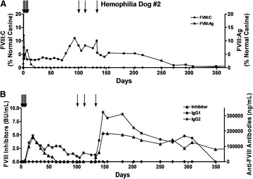 Figure 4. Prolonged survival and expression of FVIII:Ag from genetically modified BOECs implanted into the omentum. Hemophilia dog #2 was 10 months old and weighed 9.4 kg when the procedure was performed. Approximately 4.5 × 107 cells were injected into each of 11 sites. In vitro these cells expressed 1.5 IU of cFVIII per 106 cells over 24 hours. To prevent bleeding problems, the dog received multiple infusions of canine cryoprecipitate (black arrows) before and after the procedure, including 3 infusions of 56, 48, and 140 U FVIII on days 100, 113, and 133, respectively. Plasmas samples were obtained at the indicated time points. (A) FVIII activity (FVIII:C) and FVIII antigen (FVIII:Ag) levels were measured, and the results were compared with pooled normal canine plasma samples that were arbitrarily set at 100%. Plasma samples from 13 untreated hemophilia A dogs showed no detectable FVIII:Ag. (B) Levels of inhibitory antibodies were measured by a Bethesda assay, and anti-FVIII IgG1 and IgG2 antibodies were measured by ELISA.