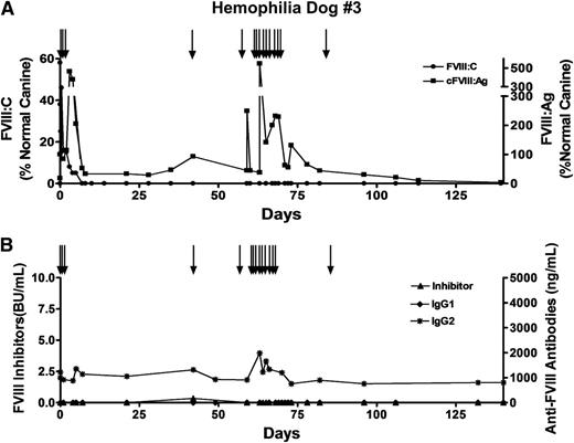 Figure 6. Significant levels of FVIII:Ag in plasma of hemophilia A dog treated with gene delivery. Hemophilia dog #3 weighed 9 kg and was 2 years old when 3.28 × 109 autologous cBOECs that expressed 1.5 U/mL per 106 cells over 24 hours in vitro were implanted into 13 sites. Prior to receiving the genetically modified cells, 8 infusions of recombinant FVIII were administered by intravenous injections. This dog received 3 infusions of recombinant FVIII (black arrows) on the day of the treatment. An additional 2 infusions of FVIII were given on days 42 and 59 after gene delivery. A second gene delivery treatment of 2 × 109 autologous FVIII-expressing cBOECs was implanted into 11 sites 63 days after the first treatment. Plasma samples were taken at the indicated times. (A) FVIII activity (FVIII:C) and FVIII antigen (FVIII:Ag) levels were measured. Normal canine plasma from 8 healthy dogs was pooled and used to generate the standard curve. Normal pooled plasma was arbitrarily set at 100%. Plasma samples from 13 untreated hemophilia A dogs showed no detectable FVIII:Ag. (B) Levels of inhibitory antibodies were measured by a Bethesda assay, and anti-FVIII IgG1 and IgG2 antibodies were measured by ELISA.