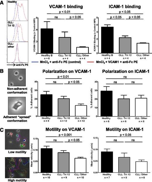 Figure 7. The upregulation of integrin signaling results in increased ligand binding and enhanced adhesion and motility that is predominantly VLA-4 directed. The integrin function of CLL cells and healthy B cells was investigated. (A) The ability of the cells to bind soluble VCAM-1 or ICAM-1 was assessed by flow cytometry after integrin activation by 3 mM MnCl2. (A) Healthy B cells (n = 4) are able to bind significant amounts after VCAM-1 and ICAM-1 after integrin activation, whereas nontrisomy 12 CLL cells (n = 4) bind comparatively little. Trisomy 12 CLL cells (n = 4) bind an intermediate amount of these ligands consistent with their increased integrin expression. The adhesive ability and nondirectional motility of healthy and malignant B cells on VCAM-1– and ICAM-1–coated plates was examined. (B) The proportion of cells in a “spread” conformation was assessed 30 minutes after stimulation with CXCL12. Trisomy 12 CLL cells exhibit an enhanced ability to adhere to immobilized VCAM-1, but not immobilized ICAM-1. (C) This enhanced adhesion translates into improved motility on VCAM-1, but was not significantly increased on ICAM-1. Error bars in all figures represent standard error of the mean.