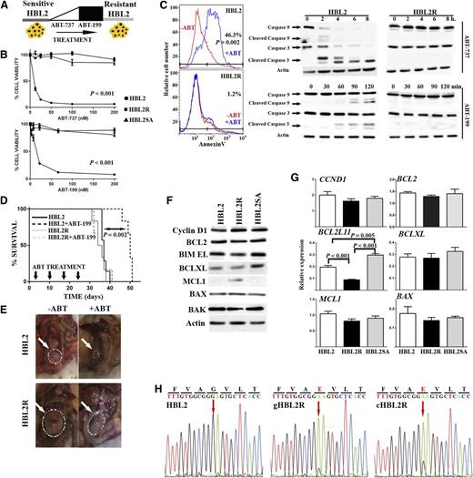Figure 2. Mutation in the transmembrane domain of BAX abolished cell death induced by ABT-199. (A) Scheme showing the generation of HBL2R cells. A detailed description is provided in “Methods.” (B) Both HBL2 and HBL2R cells cultured without ABT-199 for 4 weeks (labeled as HBL2SA) were resistant to the BH3 mimetics. (C) HBL2R cells did not show activation of the mitochondrial apoptotic pathway induced by the BH3 mimetics, as shown by the annexin V-FITC FACS and the lack of caspases 3 and 9 cleavage. Experiments were performed in duplicate. (D) Kaplan-Meier overall survival curves for Rag2−/−IL2γc−/− mice transplanted with HBL2 or HBL2R cells. (E) A representative image showing differences in the tumor volume in mice inoculated with HBL2 and HBL2R cells and treated with ABT-199 (marked with arrows). (F-G) Expression profiling of BCL2 family proteins did not show changes between HBL2 and HBL2SA cells. Shown are representative data from 1 of 3 independent experiments. (H) Cells with acquired resistance to ABT-199 showed a missense mutation in BAX transmembrane domain (G179E). Arrows indicate the base change. cHBL2R, cDNA; gHBL2R, genomic DNA.