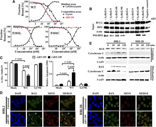 Figure 3. Functional evaluation of Bcl2 and BAX mutations. (A) ABT-199 was unable to bind F101C and F101L Bcl2 mutant proteins. (B) Bcl2 mutations had no impact on Bcl2 binding to Bim in both ABT-199–sensitive and –resistant lymphomas. Immunoprecipitation experiments were performed in duplicate. (C) Ectopic expression of WT BAX (but not G179E) in HBL2R cells restored ABT-199 sensibility. Impact of ABT-199 on cell viability (left). Induction of apoptosis with and without ABT-199 treatment (right). Experiments were performed in triplicate. (D) IF analysis showing that ABT-199 induced BAX translocation from cytoplasm to mitochondria in HBL2 but not in HBL2R cells, as shown by colocalization of BAX and mitotraker (Mito). Experiments were performed in duplicate: a representative example is shown. Quantification values of colocalization BAX and mitotraker IF images are provided in the main text. DAPI, 4,6 diamidino-2-phenylindole. (E) Subcellular localization of BAX performed by cell fractionation experiments showed that mutant BAX remained cytoplasmic after ABT-199 treatment. In addition, BAX G179E mutation prevented release of cytochrome C to cytoplasm. Experiments were performed in duplicate.