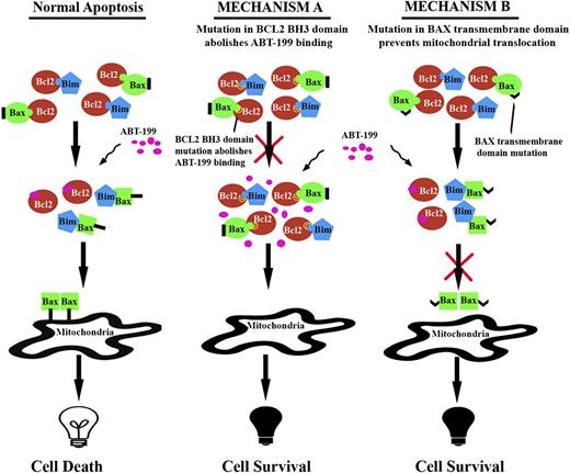 Figure 4. Proposed model of acquired resistance to ABT-199 in experimental models of human and mouse lymphoma. Mutations in the BH3 domain of BCL2 abolish ABT-199 binding and thus block apoptosis. Mutation in BAX transmembrane domain prevents mitochondrial translocation of BAX and thus impedes apoptosis.