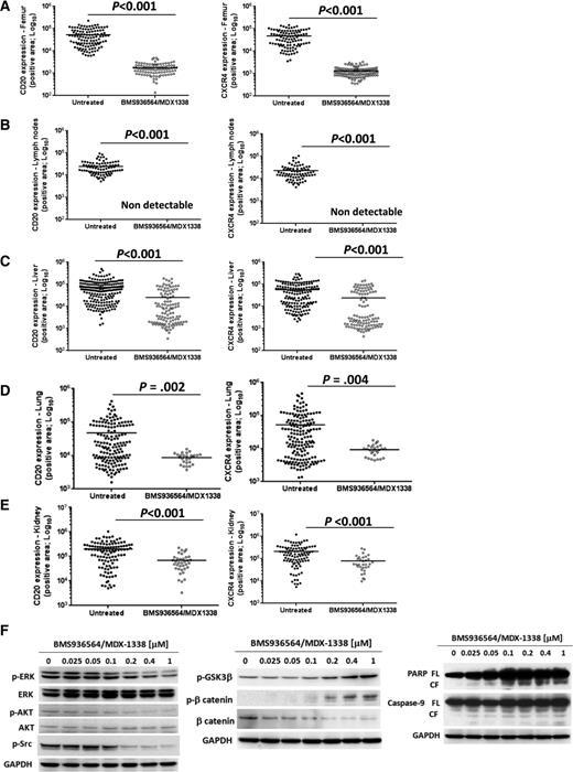 Figure 6. BMS936564-MDX1338 targets C1013G/CXCR4-mutated cells in vivo and targets survival- and apoptosis-related signals in WM cells. (A-E) BMS936564-MDX1338 inhibited dissemination of C1013G/CXCR4-mutated WM cells in vivo. Human CD20 and CXCR4 staining was significantly reduced in tissues explanted from mice treated with BMS936564/MDX1338 compared with isotype control-treated mice (untreated). P indicates P values. Representative immunohistochemistry images are shown in supplemental Figure 6. (F) C1013G/CXCR4-mutated cells have been cultured in presence or absence of BMS936564/MDX-1338 for 6 hours, showing inhibition of phospho(p)-ERK, ERK, p-AKT, AKT, and p-Src. Similarly, cells were exposed to the compound for 14 hours, and induction of apoptosis-related pathways was documented (p-GSK3β, p-β catenin, PARP, and Caspase-9).
