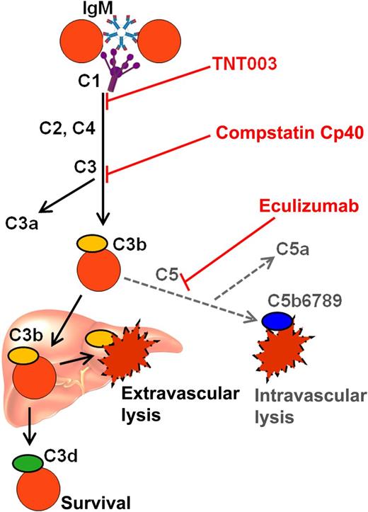Complement-mediated destruction of erythrocytes in CAD and possible targets for complement-directed therapy. C, complement protein; IgM, immunoglobulin M.