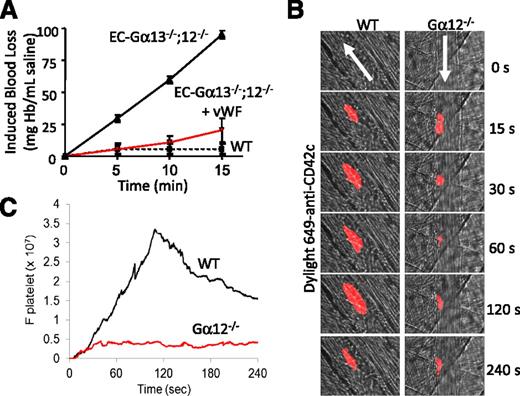 Figure 2. Effect of Gα12 on platelet accumulation at the site of vascular injury in live mice. (A) Induced tail-snip blood loss in EC-Gα13−/−;Gα12−/− vs WT mice, measured as Hb concentration accumulating in a saline-filled microfuge tube over the course of 15 minutes. Infusion of purified human vWF (vehicle in WT mice) into the jugular vein of EC-Gα13−/−;Gα12−/− mice induced partial recovery of the hemorrhagic event (n = 3 mice/group). (B) WT and Gα12−/− mice (n = 3) were infused with Dylight 649–conjugated anti-mouse CD42c antibody (0.05 μg/g body weight) through a cannulus placed in a jugular vein. After laser injury, platelet thrombus formation was monitored via real-time intravital microscopy. Representative images of fluorescence associated with platelets (red) over the course of 240 seconds after vascular injury within the context of bright-field arteriolar histology. (C) Median integrated fluorescence intensity of anti-CD42c antibodies (Fplatelets) in 25 thrombi in 3 WT and 3 Gα12−/− mice.