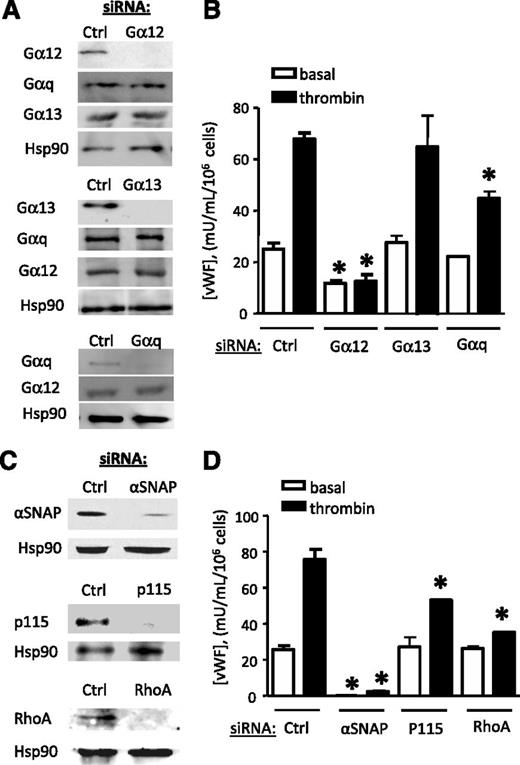 Figure 3. Effect of siRNA-mediated depletion of Gα12, Gα13, and Gαq on constitutive vs thrombin-induced vWF release from HUVECs. (A) Western blot analysis shows specific and complete downregulation of Gα12, Gα13, and Gαq. (B) In Gα12-deficient HUVECs, both constitutive and thrombin-induced vWF release was inhibited. Gα13 depletion had no effect on basal or thrombin-induced vWF release. In Gαq-deficient HUVECs, thrombin-induced vWF secretion was reduced by 40%, whereas basal vWF secretion was not affected. (C) Western blots show siRNA-mediated downregulation of α-SNAP, p115 RhoGEF, and RhoA. (D) α-SNAP siRNA completely blocked constitutive and thrombin-induced vWF release by HUVECs. Depletion of p115 RhoGEF and RhoA had no effect on constitutive vWF secretion, although both reduced thrombin-induced vWF secretion. Data are mean ± SEM; n = 3. *P < .05 vs respective (basal or thrombin-treated) control siRNA values.