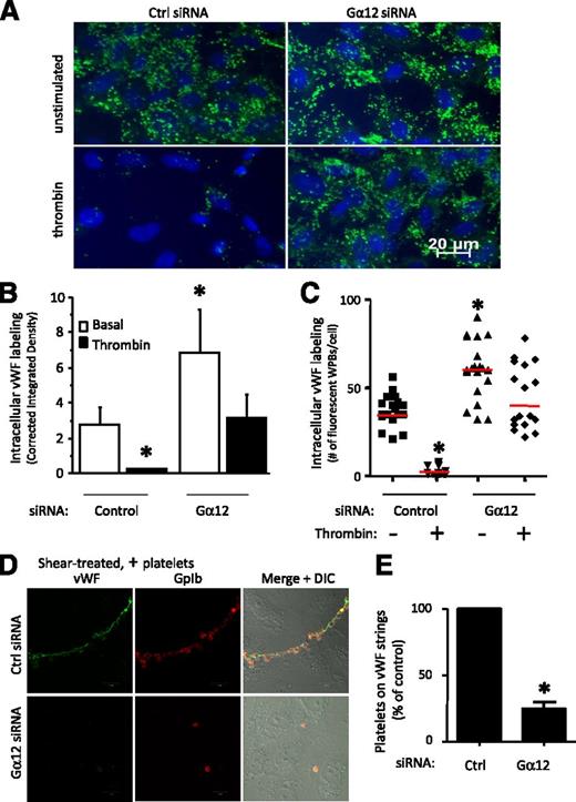 Figure 4. Impaired basal and thrombin-induced vWF secretion from WPBs in Gα12 depleted HUVECs. HUVECs were treated with a pool of 4 different oligonucleotides directed against Gα12 or a control siRNA. (A) Epifluorescent images of vWF immunostaining (green) in control siRNA- or Gα12 siRNA–treated HUVECs after incubation for 15 minutes with 25 nM thrombin or serum-free medium alone (unstimulated). Scale bars = 20 µm. (B) Intracellular vWF staining (corrected integrated density) in individual, randomly selected control siRNA and Gα12 siRNA–treated cells (mean ± SEM; 10-30 cells/group; *P < .05 vs basal signal in control cells). (C) Number of fluorescent WPBs per randomly selected control and Gα12 siRNA–treated cell (*P < .05 vs unstimulated control; n = 10-30 cells/group; red horizontal bars depict median values). (D) Confluent HUVECs were incubated with normal human platelets and exposed to uniform and constant shear for 5 minutes. After washing, platelets bound to HUVEC-anchored vWF strings were detected by anti-GpIb monoclonal antibody staining (red) and rabbit anti-human vWF polyclonal antibody staining (green). (E) Graph shows fluorescence intensity of individual platelets per vWF string per field (percentage of control siRNA treatment; *P < .05 vs control; n = 6).