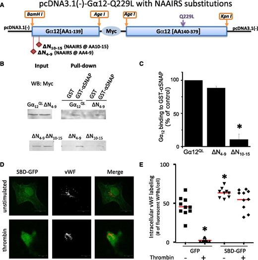 Figure 6. Gα12 interaction with α-SNAP. (A) Design of N-terminal Gα12QL substitution mutants with sequence Asn-Ala-Ala-Ile-Arg-Ser (NAAIRS). The ΔN10-15 Gα12QL construct was generated by replacing 6 consecutive residues (aa 10-15) with NAAIRS; the ΔN4-9 Gα12QL construct was generated by replacing aa 4-9 with NAAIRS. (B) Coimmunoprecipitation of Myc-tagged constitutively active Gα12Q229L mutant expressed in HEK 293A cells with endogenous α-SNAP. Myc tagged Gα12QL mutants33 were expressed in HEK 293A cells, and their interaction with GST-αSNAP was analyzed by pull-down assay. Constitutively active Gα12-ΔN4-9 was observed to bind αSNAP similar to full-length Gα12QL, whereas Myc-ΔN10-15 mutant bound much less to α-SNAP. (C) Densitometry values (mean ± SEM; n = 3 independent experiments). *P < .05 vs full length Gα12QL. (D) Confocal images of functional dominant-negative effect of GFP-tagged-SBD (aaN10-15, the putative αSNAP binding domain) on vWF secretion in HUVECs. Twenty-four hours after transfection, cells were serum-starved for 4 hours, washed, incubated with 25 nM thrombin for 15 minutes, fixed, and stained for vWF (red). (E) Each symbol represents the number of WPBs per individual cell. GFP-tagged SBD functioned as a competitive inhibitor of basal and thrombin-induced vWF exocytosis from WPBs. *P < .05 vs unstimulated empty GFP vector transfected cells; n = 7-15 cells/group; red line represents median value.