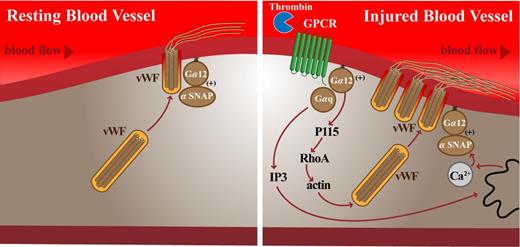 Figure 7. Working model of G protein signaling-dependent EC vWF secretion. vWF secretion occurs via Gα12-αSNAP interaction resulting in constitutive (basal) exocytosis (left). On thrombin stimulation (right), the rate of vWF secretion is potentiated by Gαq-dependent and Ca2+-induced activation of α-SNAP and by Gα12-RhoA-actin-dependent delivery of WPBs to the plasma membrane.