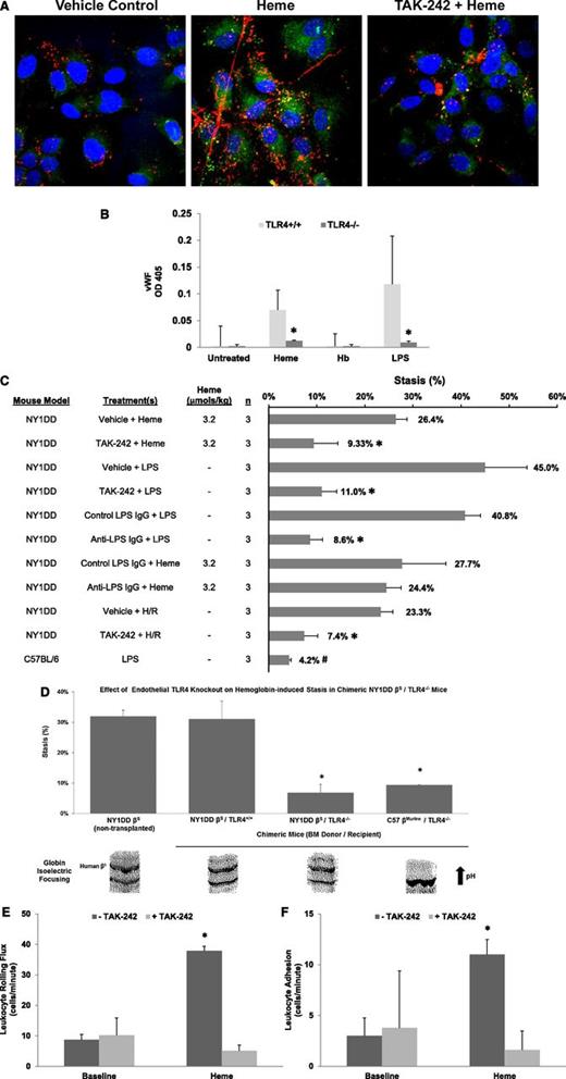 Figure 4. Endothelial TLR4 signaling is required for WPB activation and vascular stasis induced by heme. (A) HUVECs were incubated with vehicle (DMSO), heme (10 µM), or heme plus the TLR4-signaling inhibitor TAK-242 (400 nM). After a 15-minute incubation, cells were fixed and stained for surface P-selectin (green) and VWF (red). Nuclei were counterstained with DAPI (blue). Data are representative of at least 3 experiments. (B) mPVECs were isolated and cultured from TLR4+/+ and TLR4−/− mice. mPVECs were incubated with heme (10 µM), Hb (10 µM heme), or LPS (10 ng/ml) for 15 minutes (n = 6 wells per treatment). Cells were fixed and surface VWF was measured by enzyme immunoassay (*P < .05 for TLR4+/+ vs TLR4−/−). (C) Percent stasis was measured in the subcutaneous venules of NY1DD and C57BL/6 mice with DSFCs as described in Figure 1. Mice were given a bolus infusion (0.012 mL/g) of the indicated treatments at the specified heme doses: vehicle (DMSO/saline, 1:9 vol/vol) + heme (3.2 µmol/kg), TAK-242 (2 mg/kg, IP 30 minutes before heme) + heme, vehicle + LPS (1 mg/kg), TAK-242 + LPS, isotype control IgG (30 µg/mouse) + LPS, anti-LPS IgG (30 µg per mouse) + LPS, isotype control IgG + heme, anti-LPS IgG + heme, vehicle + H/R, TAK-242 + H/R, or LPS alone. The numbers of mice (n) in each treatment group are indicated. Bars are mean % stasis + SD with mean stasis values written above the bars. *P < .01 vs control; #P < .001 C57 + LPS vs NY1DD vehicle + LPS. (D) Chimeric NY1DD βS/TLR4−/− and NY1DD βS/TLR4+/+ mice were generated by transplanting BM from NY1DD βS sickle mice into TLR4−/− or TLR4+/+ mice (n = 3 recipients per group). C57BL/6 mice were used as TLR4+/+ mice. Negative control chimeric C57 βMurine/TLR4−/− mice were generated by transplanting BM from C57BL/6 mice into TLR4−/− mice. The presence of human βS was confirmed by isoelectric focusing (IEF) at 3 months posttransplant. Representative IEF bands for each group are shown (bottom). Stasis was measured in transplanted mice 1 to 2 weeks after IEF determination after IV infusion of Hb (0.32 µmol heme/kg) (*P < .01 NY1DD βS/TLR4−/− vs NY1DD βS/TLR4+/+). Nontransplanted NY1DD βS mice (n = 2) served as positive controls. All stasis values are mean percent stasis + SD. (E) Leukocyte rolling flux was measured in venules of NY1DD mice with DSFCs before (baseline) and 1 hour after infusion of heme (3.2 µmol/kg). Half of the mice (n = 4) were treated with TAK-242 after baseline (+TAK-242, 2 mg/kg, IP, 30 minutes before heme). Control mice (n = 4) were untreated with TAK-242 (−TAK-242). Values are mean number of rolling cells per minute + SD. (F) Leukocyte adhesion was measured in the same venules as described in panel C. Values are mean number of adherent cells per 100 µm + SD.