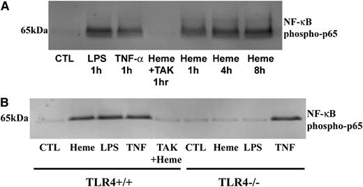 Figure 5. Heme and LPS induce EC NF-κB activation via TLR4 signaling. (A) HUVECs were incubated with LPS (10 ng/ml), TNF-α (10 ng/ml), heme (10 µM), or TAK-242 (400 nM) + heme for the indicated times (1-8 hours). At the end of the incubation period, nuclear extracts were prepared, run on a western blot, and stained for NF-κB phospho-p65. (B) mPVECs from TLR4+/+ or TLR4−/− mice were incubated with heme (10 µM), LPS (10 ng/ml), TNF-α (10 ng/ml), or TAK-242 (400 nM) + heme (10 µM) for 1 hour. At the end of the incubation period, nuclear extracts were prepared, run on western blot, and stained for NF-κB phospho-p65.