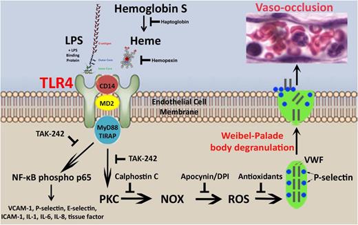 Figure 7. Proposed model of heme-induced stasis. Intravascular hemolysis in SCD leads to release of heme from methemoglobin S. Heme release can be blocked by haptoglobin or the liberated heme can be bound and removed by hemopexin. When plasma levels of haptoglobin and hemopexin are depleted, heme can activate TLR4 signaling at the EC membrane independently of LPS, but in manner similar to LPS + LPS binding protein that is dependent on cofactors CD14 and MyD88.4 TLR4 signaling, which can be inhibited by TAK-242, leads to the activation of NF-κB phospho-p65 and the transcription of NF-κB–responsive genes in ECs including VCAM-1, P-selectin, E-selectin, interleukin-1, interleukin-6, interleukin-8, and tissue factor. TLR4 signaling also activates an acute stress sentinel pathway that involves PKC activation leading to the production of ROS by endothelial NOX and EC degranulation of WPB P-selectin and VWF to the cell surface. Rapid mobilization of P-selectin and VWF to the cell surface, triggers vaso-occlusion. Vaso-occlusion also requires the expression of NF-κB–responsive adhesion molecules VCAM-1, ICAM-1, and E-selectin that are chronically upregulated on the endothelium of transgenic sickle mice in steady state.7