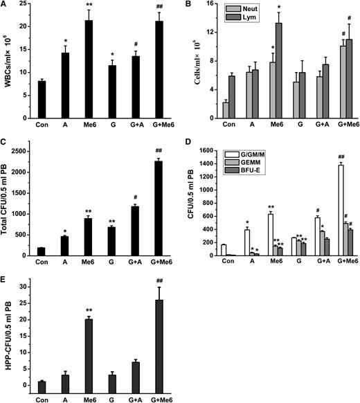Figure 4. WBC and HPC mobilization effect in PB of mice injected with G-CSF, plerixafor, or Me6, alone or in combination. (A) WBCs, including (B) neutrophils and lymphocytes in the blood were measured by using a hemocytometer. (C) Total CFUs, including (D) CFU-G/GM/M, CFU-GEMM, BFU-E, and (E) HPP-CFU in PB were analyzed. Plerixafor, Me6, or G-CSF was injected into C57BL/6 mice alone or in combination. For the combination treatment, C57BL/6 mice were first injected subcutaneously with G-CSF (2.5 µg per mouse) twice a day for 4 days. Eight or 19 hours after the last injection of G-CSF, the mice were injected with 5 mg/kg of either Me6 or plerixafor; PB was harvested after 20 hours for G-CSF–treated mice, 1 hour after injection for plerixafor-treated mice, and 12 hours after injection for Me6-treated mice. n = 6 mice per group. *P < .05 and **P < .01 vs the control group; #P < .05 and ##P < .01 vs the G-CSF group. A, plerixafor; G, G-CSF; M, Me6.