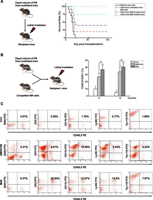 Figure 5. Me6 mobilizes HSCs with long-term repopulating capacity. (A) Survival rate analysis of the recipient C57BL/6 mice that were transplanted with PB MNCs of donor C57BL/6 mice subjected to different treatments. The C57BL/6 donor mice were injected with PBS, 5 mg/kg Me6, or 5 mg/kg plerixafor (AMD; AMD3100). PB was collected after 12 hours for Me6-treated mice and after 1 hour for plerixafor-treated mice and transplanted into recipient mice that were lethally irradiated (800 cGy) before intravenous injection of the cells. The cells that were obtained from 1.5 mL of blood were transplanted into individual recipient mice. As a control, one group of recipient mice received cells that were obtained from normal BM, and another group of mice did not receive any cells. n = 10 mice per group. (B-C) Competitive repopulation assay. Lethally irradiated C57BL/6 mice (CD45.1) received MNCs from 2.0 mL PB from mice (CD45.2) that had received different treatments. Donor PB was collected at 12 hours for Me6-treated CD45.2 mice and at 1 hour for plerixafor-treated CD45.2 mice. Mice also received 5 × 105 congenic BM competitor cells (CD45.1+). The results are shown as (B) the percentage of donor CD45.1+ cells vs recipient CD45.2+ cells and (C) the percent lineage of the CD45.1+ cells in PB of primary CD45.2 recipients 6 months after transplantation. n = 6 mice per group. **P < .01 vs the control group; #P < .05 vs the plerixafor group. FITC, fluorescein isothiocyanate.