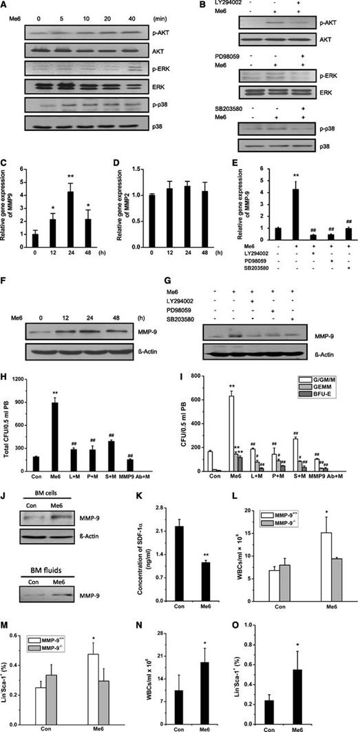 Figure 7. HSPC mobilization by Me6 is MMP9-dependent through activating the AKT, ERK, and p38 signal pathways. (A) Human Jurkat cells were stimulated with Me6 for 0, 5, 10, 20, and 40 minutes. The cell lysates were prepared and subjected to western blot analysis to detect the total protein level and phosphorylation level of AKT, ERK, and p38. (B) Human Jurkat cells were stimulated with Me6 for 40 minutes without pretreatment or following a 40-minute pretreatment with the selective PI3K/AKT inhibitor LY294002, ERK inhibitor PD98059, or p38 inhibitor SB203580. Total and phosphorylation level of AKT, ERK, and p38 were analyzed. (C) Jurkat cells (1 × 106) were cultured with Me6 for 0, 12, 24, and 48 hours. Real-time quantitative polymerase chain reaction (qPCR) was performed to show that Me6 treatment significantly upregulated the expression of MMP-9 mRNA. (D) The expression level of MMP-2 mRNA was not affected by Me6. (E) Inhibition of PI3K/AKT, ERK, or p38 pathways significantly attenuated the expression of MMP-9 mRNA in the Me6-treated Jurkat cells. A total of 1 × 106 Jurkat cells were cultured for 24 hours in medium alone, with Me6, or with Me6 and a selective signaling pathway inhibitor (LY294002, PD98059, or SB203580). The cells were collected for analysis of the MMP-9 mRNA levels by qPCR. (F) Me6 treatment upregulated the expression level of MMP-9 protein in Jurkat cells. (G) The upregulation of MMP-9 protein levels was significantly inhibited by LY294002, PD98059, or SB203580. (H-I) Analysis of (H) total CFU, and (I) CFU-G/GM/M, CFU-GEMM, and BFU-E in the PB of C57BL/6 mice single injected with PBS or 5 mg/kg Me6; or injected with both Me6 and LY294002, PD98059, SB203580, or neutralizing anti–MMP-9 antibody (clone 6-6B). LY294002, PD98059, SB203580, or anti–MMP-9 antibody was injected 1 hour prior to Me6 administration. n = 6 mice per group. **P < .01 vs the PBS group. #P < .05 and ##P < .01 vs the Me6 group. (J) The expression of MMP-9 protein was increased in BM cells from mice treated with Me6. The secretion of MMP-9 protein was increased in BM fluids from Me6-treated mice compared with the control mice. The concentration of protein in the BM fluids was determined by using the bicinchoninic acid (BCA) protein assay system, and the samples with equivalent protein concentrations were loaded onto an sodium dodecyl sulfate polyacrylamide gel electrophoresis (SDS-PAGE) gel. (K) The concentration of SDF-1α in BM fluids was detected by enzyme-linked immunosorbent assay. BM fluids were collected from mice treated with PBS or Me6 12 hours after injection. n = 3 mice per group. **P < .01 vs the control group. (L) Mobilization of WBCs by Me6 was significantly inhibited in MMP-9−/− mice. (M) The percentages of Lin−Sca-1+ cells showed little change in Me6-treated MMP-9−/− mice compared with PBS-treated MMP-9−/− control mice. MMP-9−/− and MMP-9+/+ mice were treated with 5 mg/kg Me6 or PBS. After 12 hours, blood WBCs and HPCs (Lin−Sca-1+) were counted. n = 3 mice per group. *P < .05 vs the control MMP-9+/+ group. (N-O) Me6 significantly induced mobilization of WBCs and HPCs (Lin−Sca-1+) in wild-type BM-MMP-9−/− mice. BM cells from MMP-9+/+ WT mice were transplanted into lethally irradiated MMP-9−/− mice. Six weeks after the BM transplantation, these BM-reconstructed mice were subcutaneously injected with PBS or Me6; 12 hours later, blood WBCs and HPCs (Lin−Sca-1+) were counted. n = 4 mice per group. * P < .05 vs the PBS control group. L, LY294002; M, Me6; P, PD98059; S, SB203580.