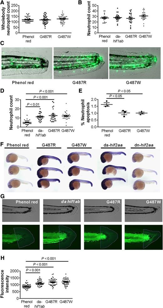 Figure 3. Gain-of-function mutations in the zebrafish HIF2A ortholog hif2aa cause a dominant active-like response in neutrophil behavior and result in increased collagen deposition following zebrafish tailfin transection. hif2aa G487R or G487W RNA (177 pg) or dominant active (da) hif1ab control was injected into 1-cell stage zebrafish mpx:GFP embryos. (A) Whole body total neutrophil numbers at 2 dpf were not altered by injection of hif2aa G487 variants; n = 44 performed as 3 independent experiments. (B-E) Tailfin transection was performed at 2 dpf, and neutrophils were counted at 6 and 24 hours postinjury (hpi). Data shown are mean ± SEM. (B) Injection of dominant active hif2aa variants did not alter the recruitment of neutrophils to the tailfin injury site after 6 hpi. n = 24 performed as 3 independent experiments. (C-D) hif2aa G487 mutations caused a significant increase in neutrophil number at 24 hpi compared with phenol red injected negative controls. (C) Representative overlaid fluorescence and brightfield micrographs (original magnification ×4) imaged on a TE2000U inverted microscope (Nikon, Kingston upon Thames, United Kingdom) at constant exposure. (D) Neutrophil numbers at 24 hpi. n = 24 performed as 3 independent experiments. (E) Injection of hif2aa G487 mutations significantly decreased the percentage of neutrophils at the injury site colabeled with terminal deoxynucleotidyltransferase-mediated dUTP nick end labeling apoptosis staining at 12 hpi. n = 3 performed as independent experiments containing 17 to 36 embryos per injection group per repeat. (F) Evidence of hif2aa target gene activation in zebrafish embryos with overexpressed G487 mutant constructs. Photomicrographs of 24 hpf embryos after injection of dominant active forms of hif2aa RNA (177pg) or dominant negative (dn) hif2aa at the 1-cell stage. Embryos were stained for phd3 expression by in situ hybridization as a representative hif2aa target gene. (G-H) hif2aa G487R or G487W RNA (177pg) or dominant active (da) hif1ab control was injected into 1-cell stage zebrafish mpx:GFP embryos. Tailfins were transected 2 dpf. (G) Representative bright field and fluorescence micrographs (original magnification ×4) of tailfins taken 72 hpi and stained with anti-collagen1 antibody and an anti-mouse Alexa 488 secondary antibody. (H) Mean fluorescence intensity was analyzed using Volocity 5 software. Data represent n = 45 embryos per group performed as 3 independent experiments.