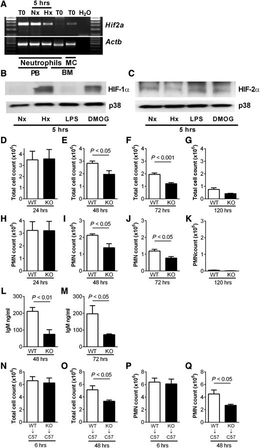 Figure 4. Reduced neutrophilic inflammation and lung injury during inflammation resolution in mice with myeloid cell deficiency of HIF-2α (A) Expression profile of Hif2a in murine peripheral blood and bone marrow neutrophils. Neutrophils isolated by magnetic negative selection from peripheral blood (PB) or bone marrow (BM) or bone marrow mononuclear cells (MCs) were cultured in normoxia (Nx) or hypoxia (Hx) for 5 hours or lysed when freshly isolated (T0). cDNA was amplified using custom Hif2a primers, and a representative gel image of n = 3 is shown. (B-C) Murine peripheral blood neutrophils express (B) HIF-1α and (C) HIF-2α. Representative western blots of lysates from neutrophils cultured in normoxia (Nx) or hypoxia (Hx) or stimulated in normoxia with LPS (10 ng/mL) or DMOG (100 µM) for 5 hours. (D-M) Hif2aflox/flox;LysMCre−/− controls (WT) and littermate Hif2aflox/flox;LysMCre+/− (KO) mice were challenged with nebulized LPS (3 mg). BAL was performed at 24, 48, 72, and 120 hours. (D-G) Total cell counts were determined by hemocytometer and (H-K) neutrophil counts by cytospin analysis. (L-M) IgM levels were determined in BAL fluid by enzyme-linked immunosorbent assay. Data are mean and SEM for controls (open bars) and HIF-2α–deficient mice (filled bars), n = 5. (N-Q) Wild-type (WT) C57BL/6 mice (C57) were irradiated (12 fractions of 1Gy), injected with bone marrow from Hif2aflox/flox;LysMCre−/− (WT) or Hif2aflox/flox;LysMCre+/− (KO) mice, and allowed to reconstitute for 5 weeks before challenge with nebulized LPS. Bronchoalveolar lavage was performed at 6 and 48 hours. (N-O) Total cell counts determined by hemocytometer and (P-Q) neutrophil counts determined by cytospin. Data are mean and SEM for WT→C57 (open bars) and KO→C57 mice (filled bars), minute n = 5.
