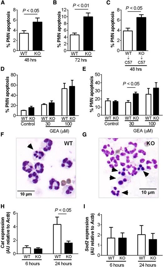 Figure 6. Increased apoptosis of HIF-2α–deficient inflammatory neutrophils. (A-B) Hif2aflox/flox;LysMCre−/− (WT) and littermate Hif2aflox/flox;LysMCre+/− (KO) mice were challenged with nebulized LPS (3 mg). BAL was performed at 48 and 72 hours. Neutrophil apoptosis was determined by morphology. Data are mean and SEM for n = 5. (C) Wild-type (WT) C57BL/6 mice (C57) were irradiated (12 fractions of 1Gy), injected with bone marrow from Hif2aflox/flox;LysMCre−/− (WT) or Hif2aflox/flox;LysMCre+/− (KO) mice, and allowed to reconstitute for 5 weeks before challenge with nebulized LPS. BAL was performed at 48 hours, and neutrophil apoptosis was determined by morphology. Data are mean and SEM for min n = 5. (D-G) Hif2aflox/flox;LysMCre−/− (WT) and Hif2aflox/flox;LysMCre+/− (KO) mice were challenged with nebulized LPS. At 24 hours, peripheral blood neutrophils isolated by (D) negative magnetic selection and (E) inflammatory neutrophils recovered from BAL were cultured with GEA3162 (GEA) for 9 hours. Apoptosis was determined by morphology. Data are mean and SEM for n = 4. (F-G) Representative cytospin images showing (F) WT and (G) KO inflammatory neutrophils recovered from BAL following 9 hours of culture with 30 µM GEA3162. Original magnification ×1000. (H-I) WT and KO mice were challenged with nebulized LPS (3 mg). BAL was performed at 6 and 24 hours, and expression of catalase (Cat) and superoxide dismutase 2 (Sod2) in BAL cell lysates was determined by Taqman and normalized to Actb. Data are mean and SEM for minute n = 4.
