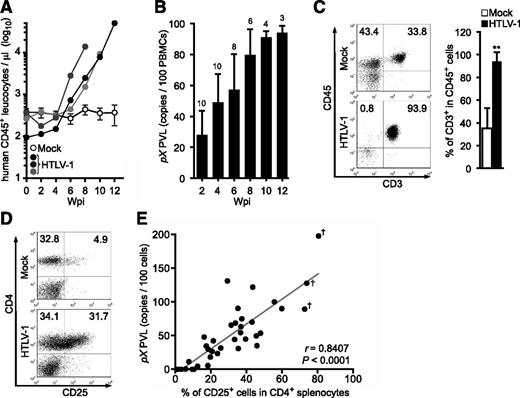 Figure 2. Kinetic analysis of HTLV-1 provirus in infected IBMI-huNOG mice. (A) Quantification of leukocyte numbers in the peripheral blood of HTLV-1–infected mice. Peripheral blood was routinely collected from mock- and HTLV-1–infected mice every 2 weeks. Human CD45+ leukocytes were enumerated by FACS. Results from mock-infected mice (n = 10) are presented as mean ± standard deviation (SD), and representative results of 3 HTLV-1–infected mice are shown. (B) Quantification of HTLV-1 PVL in the peripheral blood of HTLV-1–infected mice. The PVL was determined by real-time PCR. Number at the top of each bar represents the number of analyzed HTLV-1–infected mice at each time point. (C) Expansion of CD3+ T-cell populations in the peripheral blood of HTLV-1–infected mice. PBMCs from mock-infected (n = 3) and HTLV-1–infected mice (n = 18) were stained for human CD3 when sacrificed; the median value was 8 wpi. Results are presented as the average percentages ± SD of human CD45+ cells. (D) Expansion of CD25+ CD4 T cells in the spleen of HTLV-1–infected mice. Splenocytes were stained for human CD3, CD4, and CD25 and analyzed by FACS. Representative results from mock-infected (mouse ID: 8X20) and HTLV-1–infected (mouse ID: 8X01) mice are shown. (E) Correlation between the percentages of CD25+ T cells and PVLs in the spleen. HTLV-1–infected mice (n = 37) were sacrificed to determine PVL and CD25+ T-cell frequency in CD4+ splenocytes. One dot represents the result of an individual HTLV-1–infected mouse. Spearman’s rank-correlation coefficient (r) was adopted to identify statistically significant correlations between values. Daggers indicate that flower cells were observed in the peripheral blood of HTLV-1–infected mice.