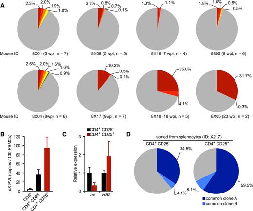 Figure 5. Progression of clonality in splenocytes of infected IBMI-huNOG. (A) Occupancy of HTLV-1–infected clones in the spleen. Abundant integration sites of HTLV-1 provirus were amplified by IL-PCR and subcloned into plasmids. The number of integration sites in each splenic DNA sample was determined by quantitative PCR using the clone-specific nucleotide sequence for each integration site. Results from 8 individual HTLV-1–infected mice are shown as pie charts. Size of the slice is proportional to the relative abundance of T-cell clones successfully amplified by IL-PCR, while data of minor clones with less than 0.1% occupancy were omitted. Gray regions represent clones with undefined integration sites. n, number of integration sites determined by nucleotide sequence of cloned PCR fragments in each mouse. (B) PVLs of specifiedT-cell populations. Splenocytes from HTLV-1–infected mice (n = 5) were sorted into CD25− or CD25+ CD4 T cells and CD8+ T cells. Genomic DNA isolated from each T-cell population was analyzed for PVL by real-time PCR using primers for the pX region of HTLV-1. (C) Comparative analysis of viral transcripts in CD25− and CD25+ CD4 T-cell populations. Splenocytes from HTLV-1–infected mice (n = 5) are identical to those in mentioned above. The expression levels of tax (left) and HBZ (right) were analyzed by quantitative RT-PCR and were normalized to that of HPRT1. Results are presented as the fold change compared with the value in CD25− CD4 T cells. (D) Detection of common T-cell clones in the CD25− and CD25+ CD4 T-cell populations. Clonal occupancy in both CD25− and CD25+ populations are presented as pie charts. Two abundant common clones were analyzed for occupancy. Identified integration sites are listed in supplemental Table 5. The purity of each sorted population was >95% (supplemental Figure 3).