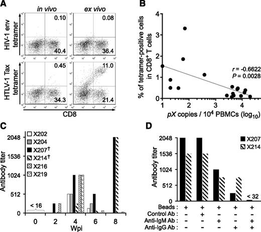 Figure 6. Induction of cellular and humoral immune responses against HTLV-1 in infected IBMI-huNOG mice. (A) Detection of HTLV-1–specific HLA-A*24:02-restricted CTLs. Splenocytes from HTLV-1–infected mice at 8 wpi were stained with human CD8 and Tax301-309 tetramer or HIV-1 env gp160 tetramer as a negative control, respectively. Representative results of tetramer-positive CD8 T cells in vivo (left) and ex vivo culture with Tax peptide (right) are shown. (B) Inverse correlation between PVL and the frequency of Tax301-309–specific CTLs. The percentages of tetramer-positive CD8 T cells and PVL in the spleens of 18 HTLV-1–infected mice are shown. One dot represents the result of an individual HTLV-1–infected mouse. Spearman’s rank-correlation coefficient (r2) was used to identify statistically significant correlations. (C) HTLV-1–specific antibody responses in HTLV-1–infected mice. HTLV-1–specific antibody titers in plasma were monitored by the particle agglutination method. Each bar represents an individual mouse. The plasma of indicated mice prior to infection were used as negative-controls (shown as 0 wpi), and these titers were undetectable level (<16). Mice with daggers (mouse ID: X207 and X214) showed biphasic induction of antibody responses; titers peaked at 8 wpi. (D) Detection of HTLV-1–specific IgM or IgG antibody. Antibody depletion was performed by addition of goat antibodies against human IgG or IgM and anti-goat antibody conjugated magnetic beads to the plasma of two mice, as shown in panel C (indicated by daggers). Bars represent antibody titers in the individual X207 and X214 mice. Ab, antibody.